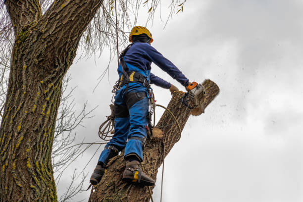 How Our Tree Care Process Works  in  Ferrysburg, MI